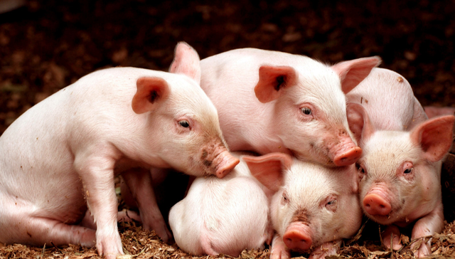 平安中证畜牧养殖ETF,养殖ETF,平安中证畜牧养殖交易型开放式指数证券投资基金,516760,51