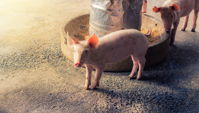 招商中证畜牧养殖ETF,畜牧养殖,招商中证畜牧养殖交易型开放式指数证券投资基金,516670,516