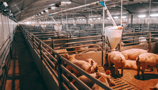 招商中证畜牧养殖ETF,畜牧养殖,招商中证畜牧养殖交易型开放式指数证券投资基金,516670,516