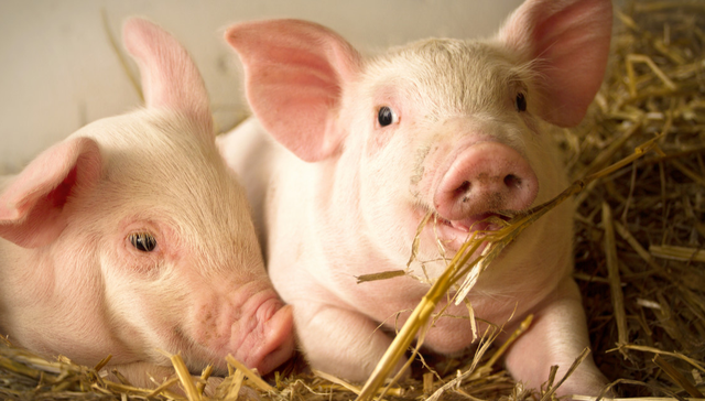 招商中证畜牧养殖ETF,畜牧养殖,招商中证畜牧养殖交易型开放式指数证券投资基金,516670,516