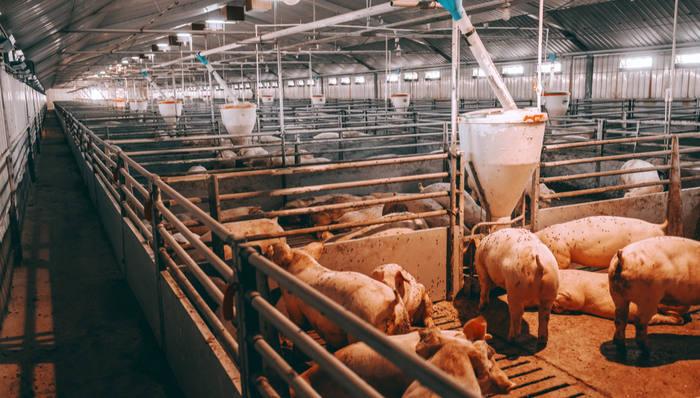 平安中证畜牧养殖ETF,养殖ETF,平安中证畜牧养殖交易型开放式指数证券投资基金,516760,51