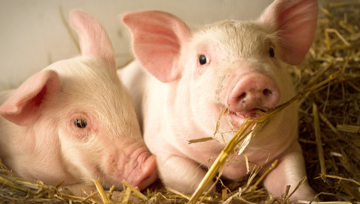 招商中证畜牧养殖ETF,畜牧养殖,招商中证畜牧养殖交易型开放式指数证券投资基金,516670,516