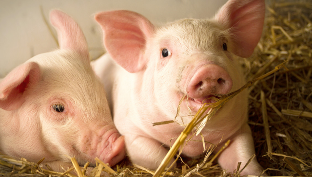 招商中证畜牧养殖ETF,畜牧养殖,招商中证畜牧养殖交易型开放式指数证券投资基金,516670,516