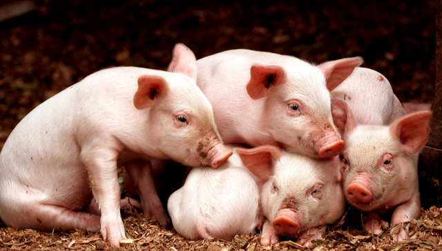 招商中证畜牧养殖ETF,畜牧养殖,招商中证畜牧养殖交易型开放式指数证券投资基金,516670,516