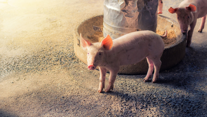 畜牧ETF,鹏华中证畜牧养殖交易型开放式指数证券投资基金,159867,159867.SZ,中证畜牧