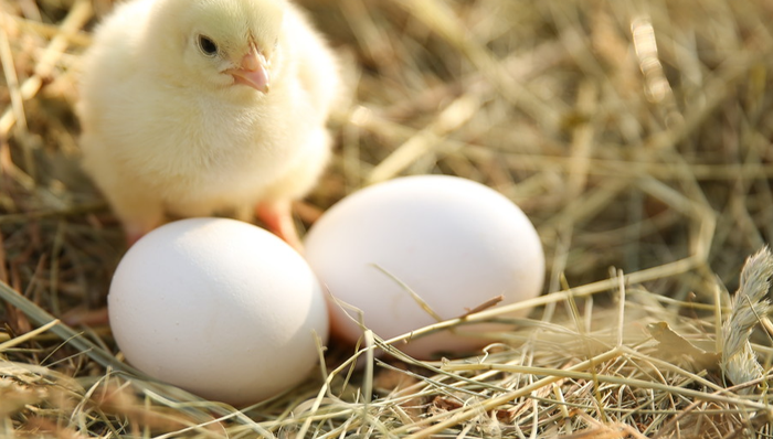 002234.SZ,民和股份,山东民和牧业股份有限公司,MINHE,农林牧渔