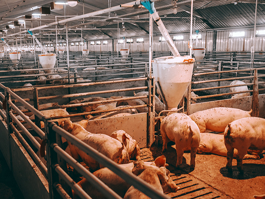 畜牧ETF,鹏华中证畜牧养殖交易型开放式指数证券投资基金,159867,159867.SZ,中证畜牧