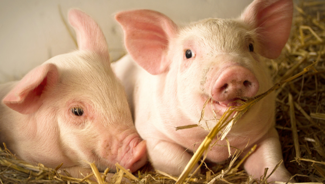 畜牧ETF,鹏华中证畜牧养殖交易型开放式指数证券投资基金,159867,159867.SZ,中证畜牧