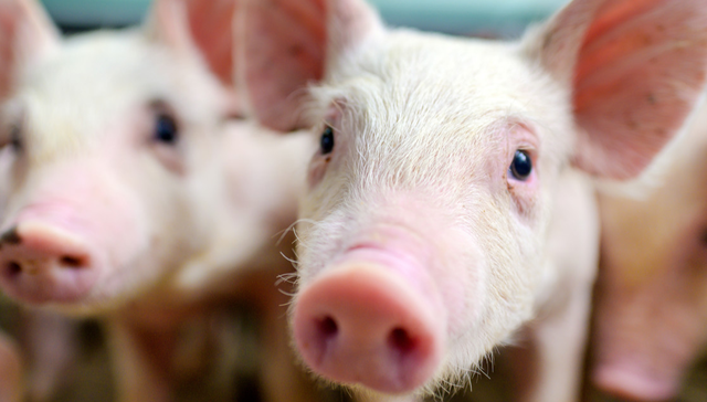 畜牧ETF,鹏华中证畜牧养殖交易型开放式指数证券投资基金,159867,159867.SZ,中证畜牧