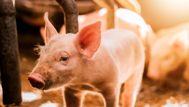 畜牧ETF,鹏华中证畜牧养殖交易型开放式指数证券投资基金,159867,159867.SZ,中证畜牧