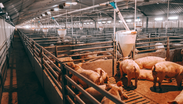 畜牧ETF,鹏华中证畜牧养殖交易型开放式指数证券投资基金,159867,159867.SZ,中证畜牧