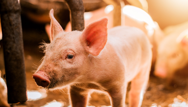 华夏中证农业主题ETF,农业,华夏中证农业主题交易型开放式指数证券投资基金,516810,51681