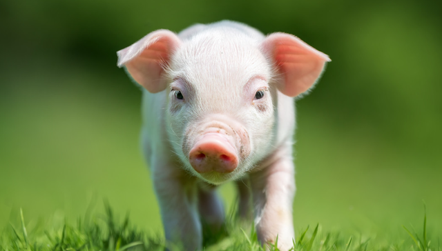 华夏中证农业主题ETF,农业,华夏中证农业主题交易型开放式指数证券投资基金,516810,51681