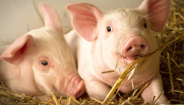 华夏中证农业主题ETF,农业,华夏中证农业主题交易型开放式指数证券投资基金,516810,51681