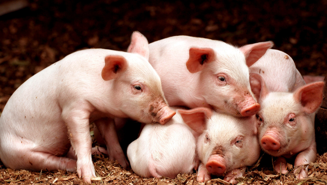 华夏中证农业主题ETF,农业,华夏中证农业主题交易型开放式指数证券投资基金,516810,51681