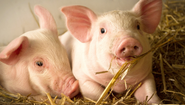 畜牧ETF,鹏华中证畜牧养殖交易型开放式指数证券投资基金,159867,159867.SZ,中证畜牧