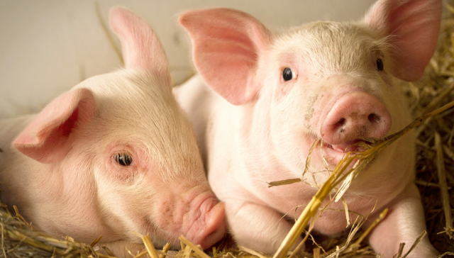 易方达中证现代农业主题ETF,现代农业,易方达中证现代农业主题交易型开放式指数证券投资基金,5629