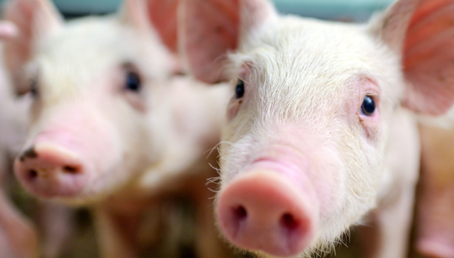 华夏中证农业主题ETF,农业,华夏中证农业主题交易型开放式指数证券投资基金,516810,51681