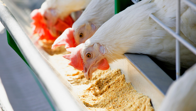 华夏中证农业主题ETF,农业,华夏中证农业主题交易型开放式指数证券投资基金,516810,51681