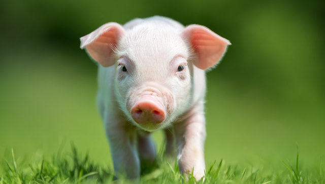 华夏中证农业主题ETF,农业,华夏中证农业主题交易型开放式指数证券投资基金,516810,51681