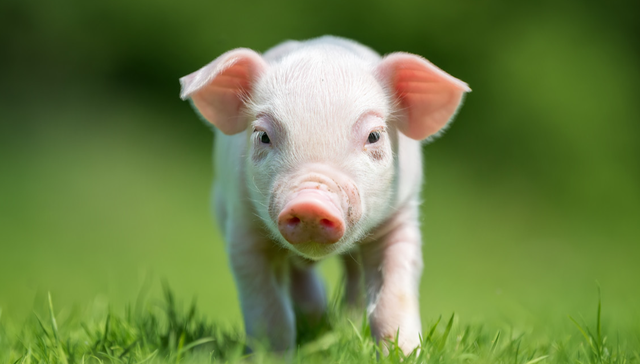 华夏中证农业主题ETF,农业,华夏中证农业主题交易型开放式指数证券投资基金,516810,51681