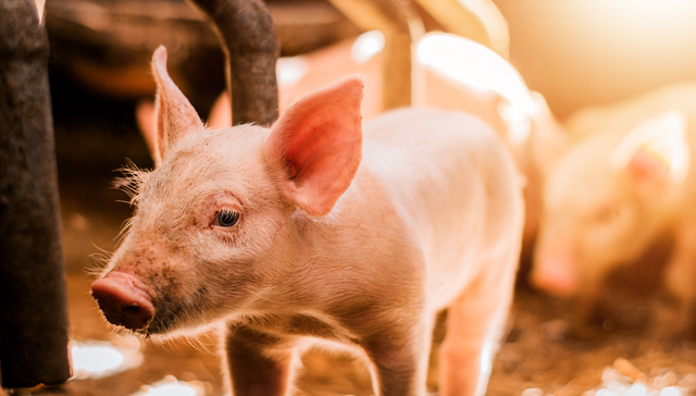 华夏中证农业主题ETF,农业,华夏中证农业主题交易型开放式指数证券投资基金,516810,51681