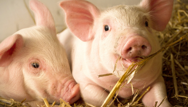 平安中证畜牧养殖ETF,养殖ETF,平安中证畜牧养殖交易型开放式指数证券投资基金,516760,51