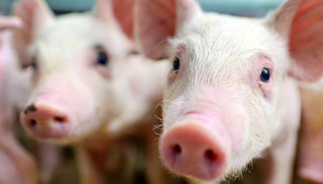 半年猪价涨近30%！猪周期迎来反转？