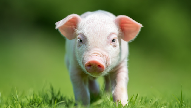 华夏中证农业主题ETF,农业,华夏中证农业主题交易型开放式指数证券投资基金,516810,51681