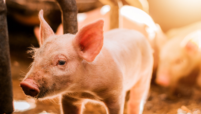 平安中证畜牧养殖ETF,养殖ETF,平安中证畜牧养殖交易型开放式指数证券投资基金,516760,51