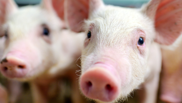 华夏中证农业主题ETF,农业,华夏中证农业主题交易型开放式指数证券投资基金,516810,51681