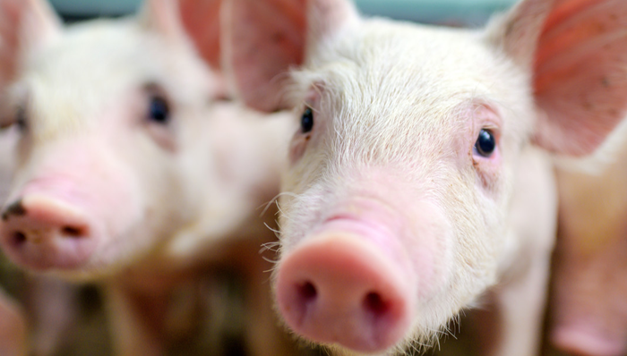 华夏中证农业主题ETF,农业,华夏中证农业主题交易型开放式指数证券投资基金,516810,51681