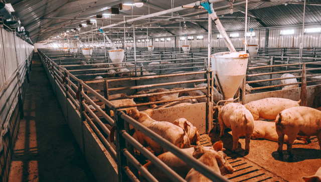 嘉实中证大农业ETF,农业ETF,嘉实中证大农业交易型开放式指数证券投资基金,516550,5165