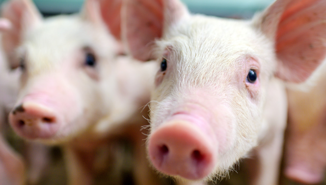 华夏中证农业主题ETF,农业,华夏中证农业主题交易型开放式指数证券投资基金,516810,51681