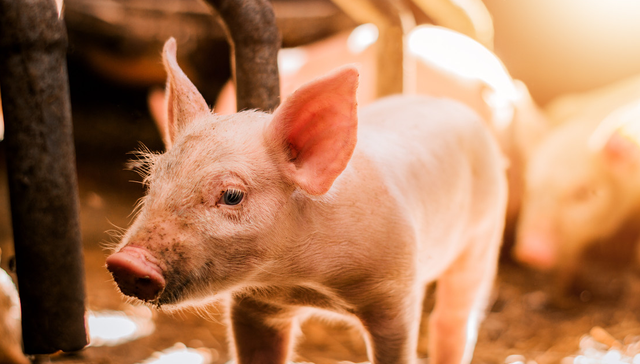 华夏中证农业主题ETF,农业,华夏中证农业主题交易型开放式指数证券投资基金,516810,51681