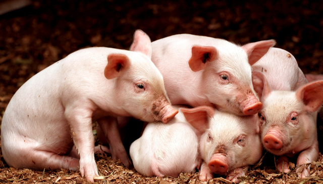 畜牧ETF,鹏华中证畜牧养殖交易型开放式指数证券投资基金,159867,159867.SZ,中证畜牧