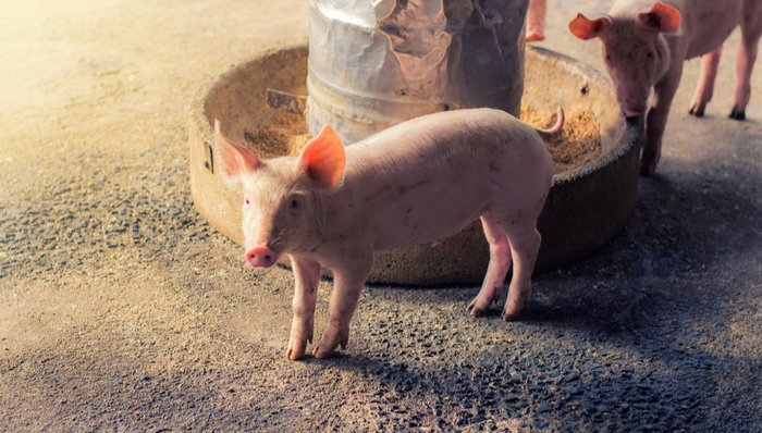 港股创新药ETF,银华国证港股通创新药交易型开放式指数证券投资基金,159567,159567.SZ