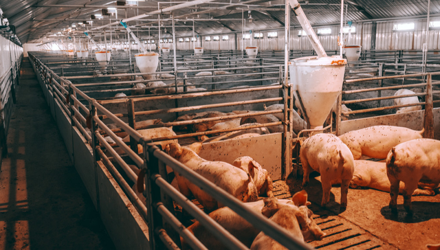 平安中证畜牧养殖ETF,养殖ETF,平安中证畜牧养殖交易型开放式指数证券投资基金,516760,51