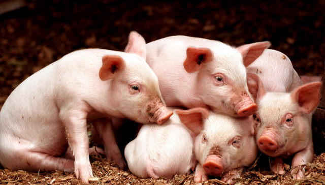 华夏中证农业主题ETF,农业,华夏中证农业主题交易型开放式指数证券投资基金,516810,51681