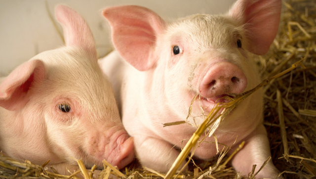 华夏中证农业主题ETF,农业,华夏中证农业主题交易型开放式指数证券投资基金,516810,51681