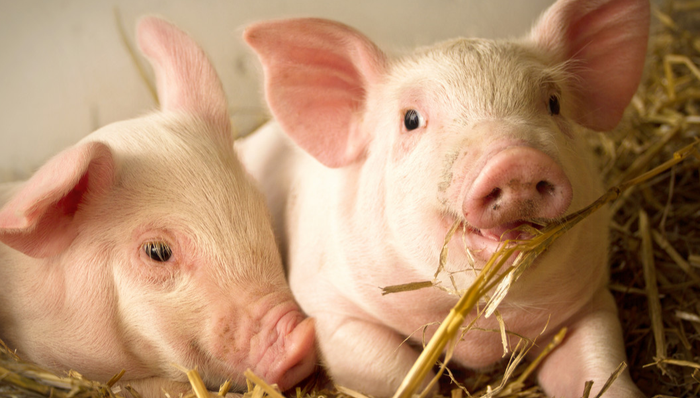 平安中证畜牧养殖ETF,养殖ETF,平安中证畜牧养殖交易型开放式指数证券投资基金,516760,51