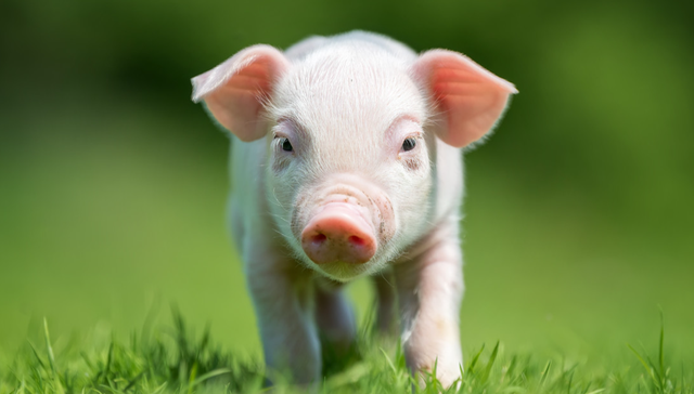 华夏中证农业主题ETF,农业,华夏中证农业主题交易型开放式指数证券投资基金,516810,51681