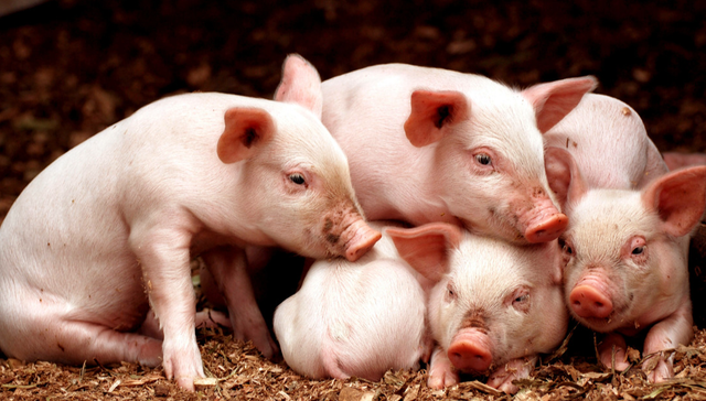 华夏中证农业主题ETF,农业,华夏中证农业主题交易型开放式指数证券投资基金,516810,51681