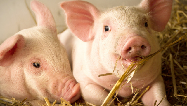 平安中证畜牧养殖ETF,养殖ETF,平安中证畜牧养殖交易型开放式指数证券投资基金,516760,51