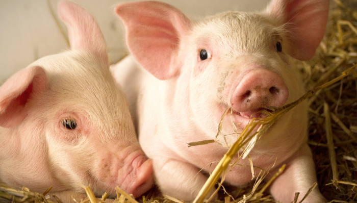 平安中证畜牧养殖ETF,养殖ETF,平安中证畜牧养殖交易型开放式指数证券投资基金,516760,51