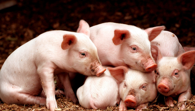 华夏中证农业主题ETF,农业,华夏中证农业主题交易型开放式指数证券投资基金,516810,51681