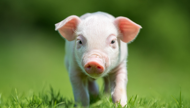 粮食ETF,鹏华国证粮食产业交易型开放式指数证券投资基金,159698,159698.SZ,国证粮食