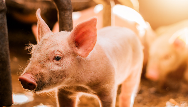 平安中证畜牧养殖ETF,养殖ETF,平安中证畜牧养殖交易型开放式指数证券投资基金,516760,51