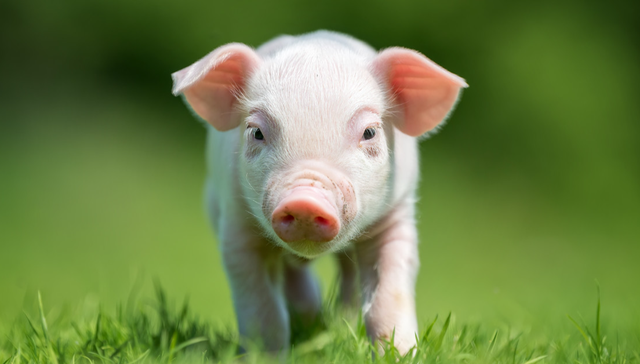 华夏中证农业主题ETF,农业,华夏中证农业主题交易型开放式指数证券投资基金,516810,51681