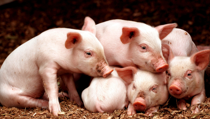 农业50,农业50ETF,银华中证农业主题交易型开放式指数证券投资基金,159827,159827.